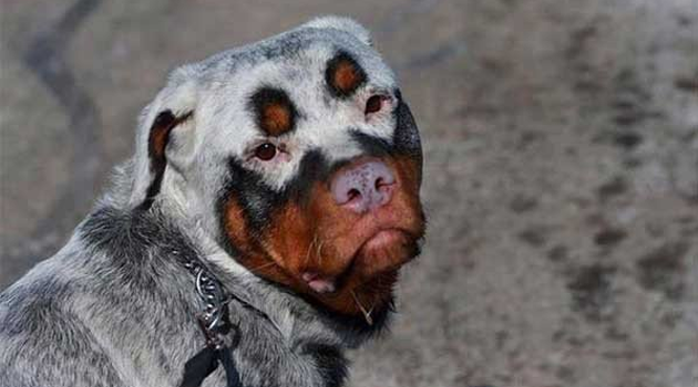 Fotostrecke: Die 7 speziellsten Fellzeichnungen