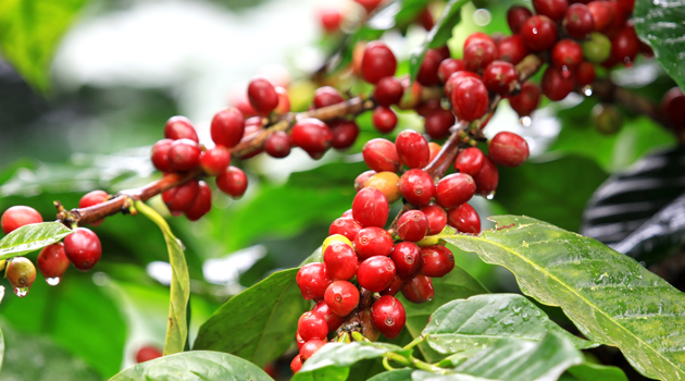 Gourmet Kaffee aus Kolumbien